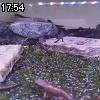 17時50分 ごろ