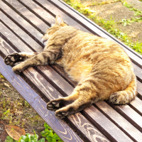 猫,ベンチ,寝る,公園