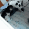 猫,子猫,白黒,動物,2匹